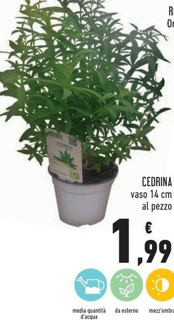 Conad Conad Cedrina Vaso offerta