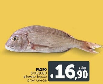 Deco Supermercati Pagro 500/1000 Allevato Fresco offerta
