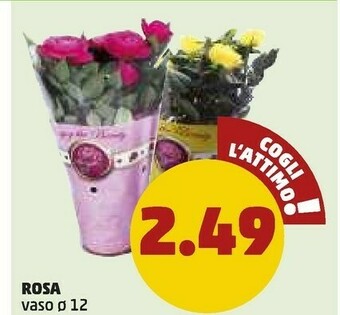 PENNY Rosa offerta