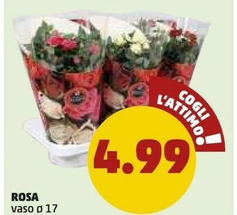 PENNY Penny Rosa Vaso offerta