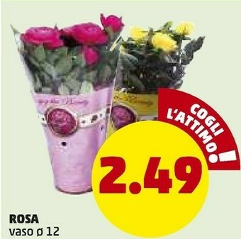 PENNY Rosa offerta