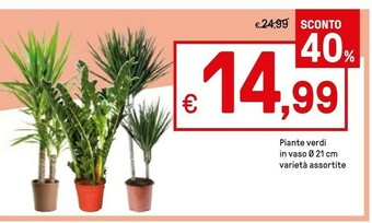 Iper La Grande Piante offerta