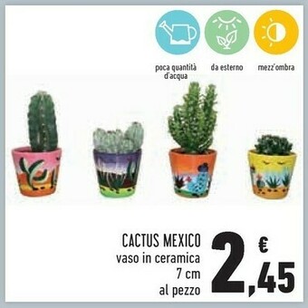 Cactus Mexico