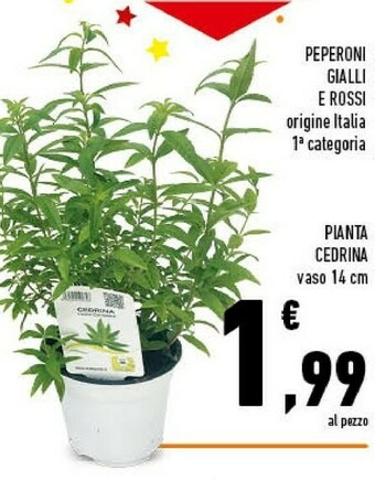 Conad Pianta Cedrina offerta