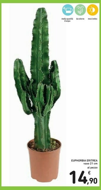 Conad Euphorbia Eritrea Vaso offerta