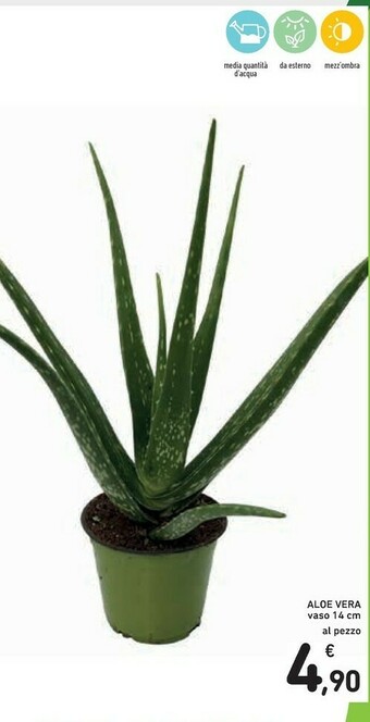 Conad Aloe Vera Vaso offerta