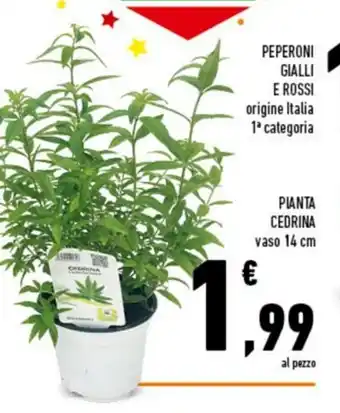 Conad City Pianta Cedrina vaso 14cm offerta