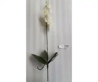 Giardineria Orchidea phalaenopsis cm 73 bianco offerta