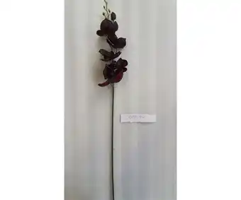 Giardineria Orchidea phalaenopsis cm 92 nero offerta