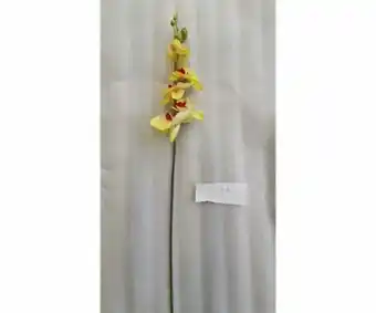 Orchidea phalaenopsis cm 92 giallo