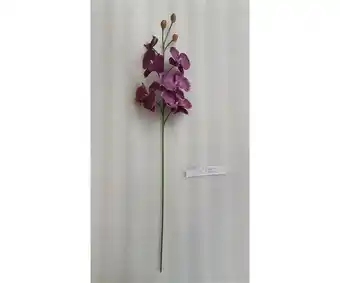 Giardineria Orchidea phalaenopsis cm 85 viola offerta