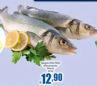 Spigole 800/1000 Allevamento Grecia