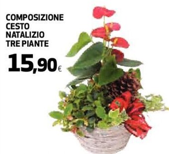 Coop Composizione Cesto Natalizio Tre Piante offerta