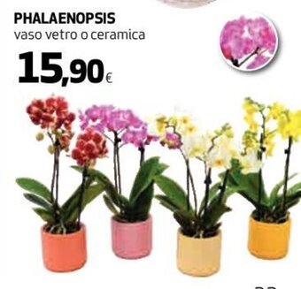 Coop Phalaenopsis Vaso Vetro o Ceramica offerta