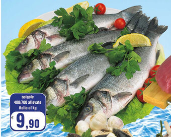 Spigole 400/700 allevate Italia al kg