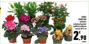 Conad City Piante Fiorite Mix ciclamina/ kalanchoe/hyacinto/spatifliuri/santipaula vaso da 10/12 cm offerta