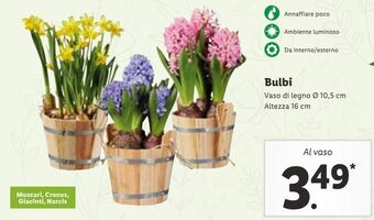 Lidl Bulbi offerta