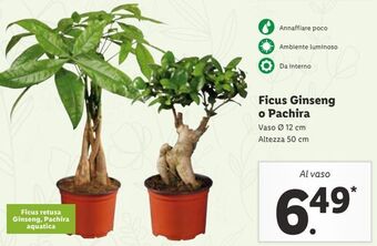 Lidl Ficus ginseng o pachira offerta