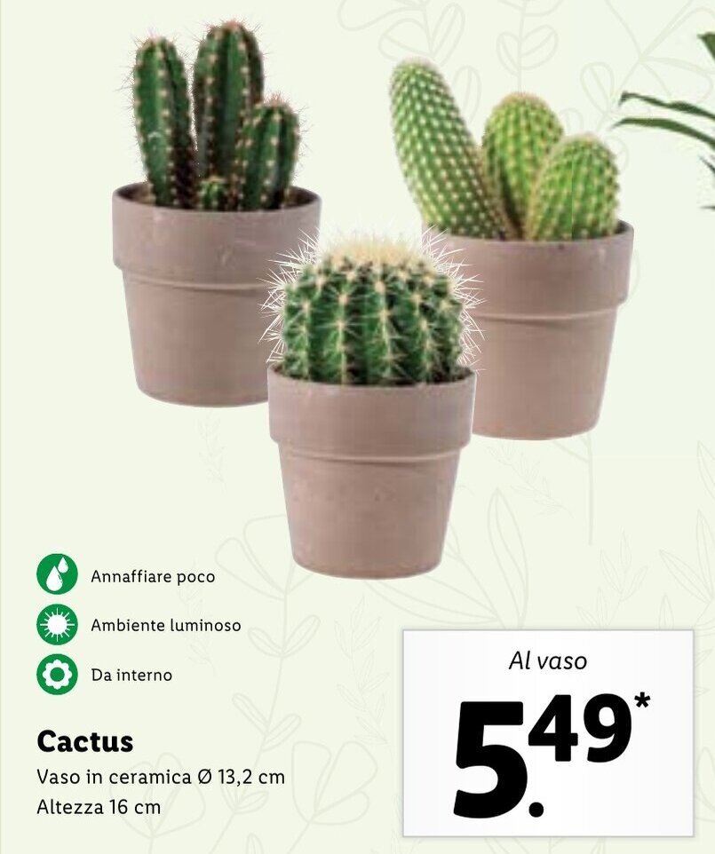 Cactus offerta di Lidl