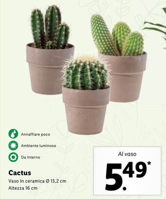 Lidl Cactus offerta