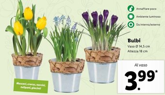 Lidl Bulbi offerta