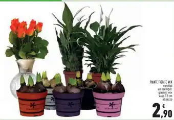 Conad Piante Fiorite Mix vari tipi giacinti mix vaso 12 cm al pezzo offerta