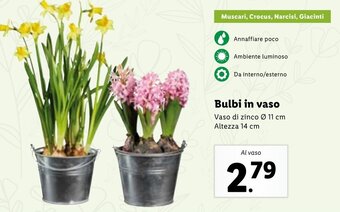 Lidl Bulbi in vaso offerta