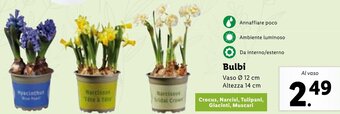 Lidl Bulbi offerta
