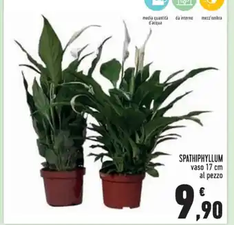 Conad Spathiphyllum vaso 17 cm al pezzo offerta