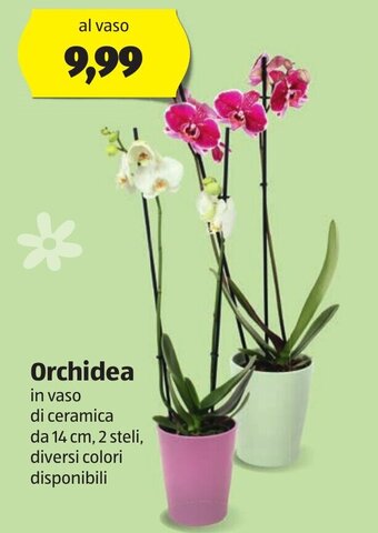 ALDI Orchidea offerta