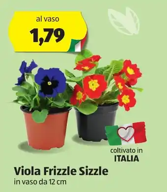 Viola Frizzle Sizzle