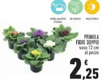 Conad Primula Fiore Doppio vaso 12 cm offerta