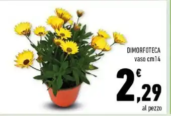 Conad Dimorfoteca vaso cm 14 offerta