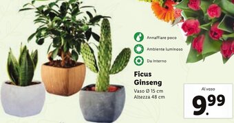 Lidl Ficus Ginseng offerta