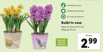 Lidl Bulbi in vaso offerta