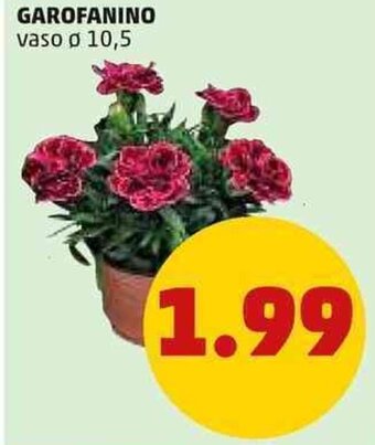 PENNY Garofanino Vaso Ø 10,5 offerta