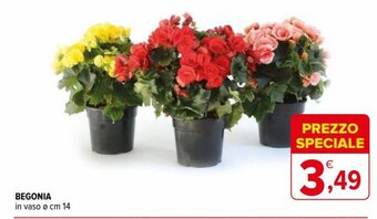 Begonia in vaso ø cm 14