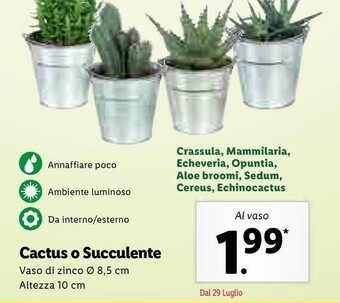 Lidl Cactus O Succulente offerta