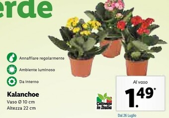 Lidl Kalanchoe Vaso 10 Cm,altezza 22 Cm offerta