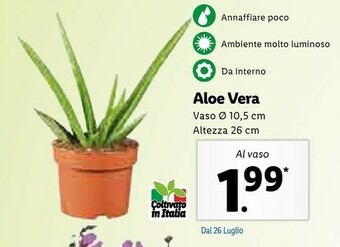 Lidl Aloe Vera Vaso 10,5 Cm,altezza 26 Cm offerta