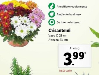 Lidl Lidl Crisantemi offerta