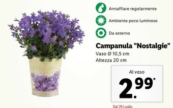 Lidl Campanula Nostalgie Vaso offerta