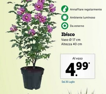 Lidl Lidl Ibisco Al Vaso offerta