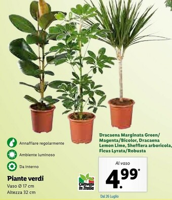 Lidl Piante Verdi offerta