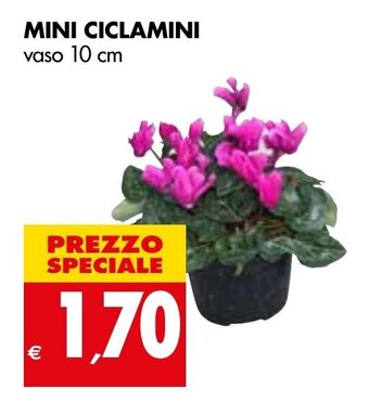 Tigros Mini Ciclamini vaso 10 cm offerta