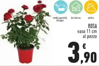 Conad Rosa Vaso 11 cm offerta
