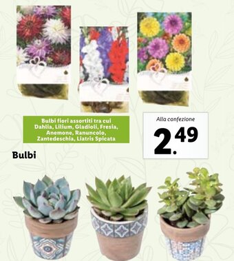Lidl Bulbi offerta