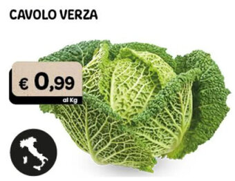 Cavolo Verza