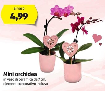 ALDI Mini orchidea offerta