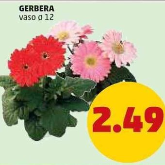 PENNY Gerbera vaso Ø 12 offerta